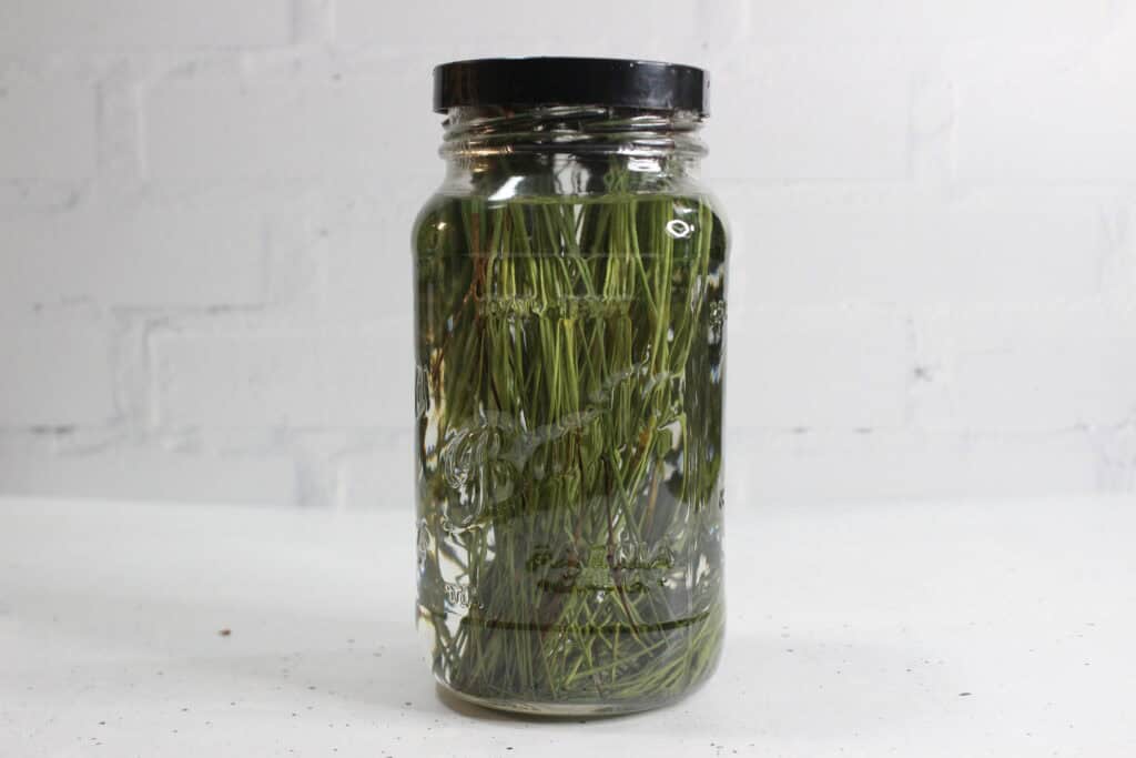 steeping the pine needles